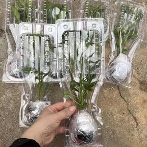 Emballage en blister à clapet durable pour les plantes vivantes, les <span class=keywords><strong>semis</strong></span>, les plantes en pot, le transport, l'emballage de protection - Product Image 5
