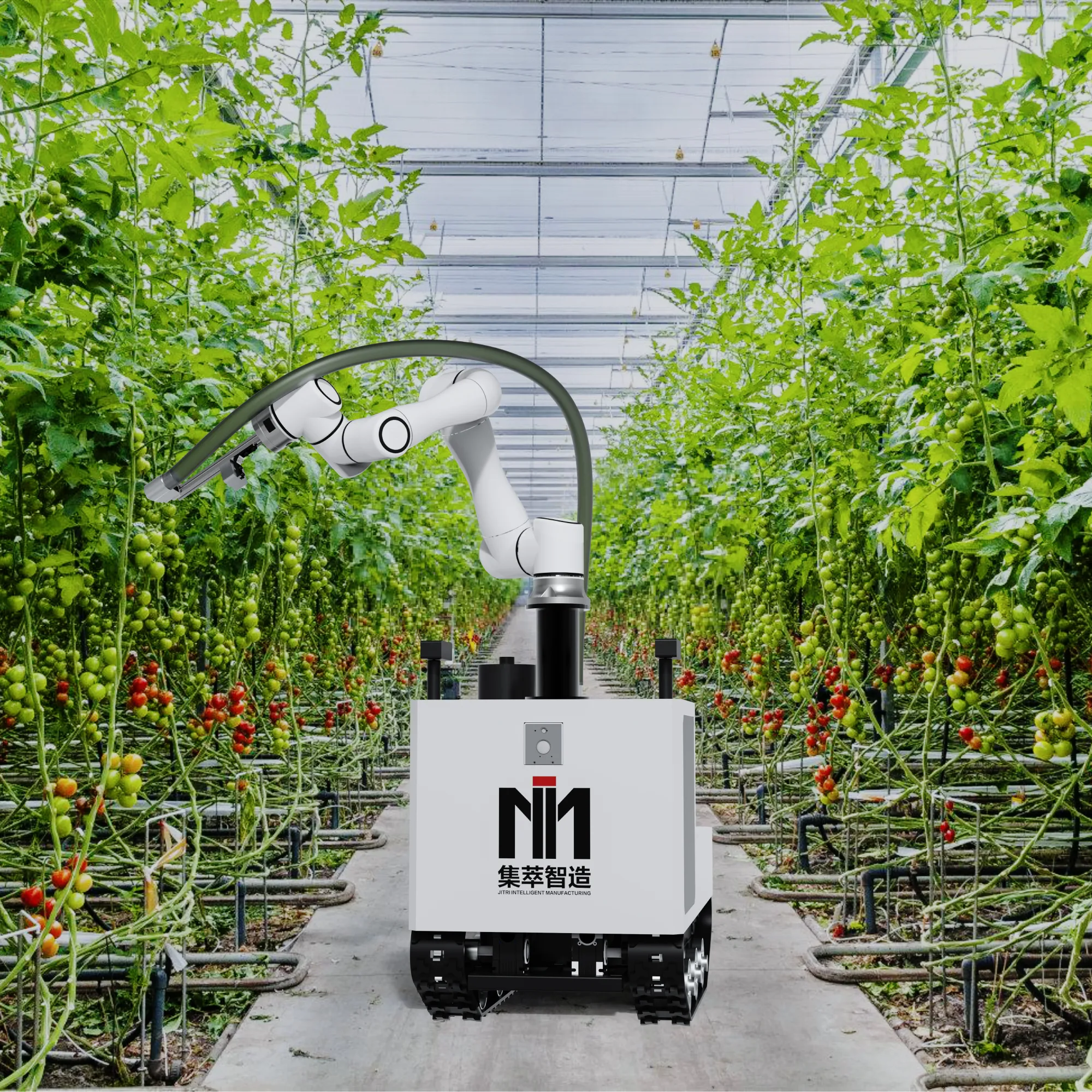 농업 딸기 토마토 자동 따기에 대한 상업용 스마트 협업 딸기 따기 로봇