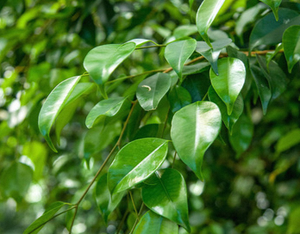 สารสกัดจากใบมะเดื่อไมโครคาร์ปา 10:1 ผงใบมะเดื่อไมโครคาร์ปา - Product Image 2