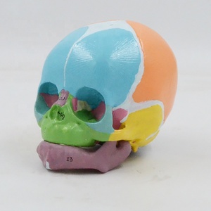 Material didáctico, modelo de cráneo infantil colorido con marca de número, hueso Frontal para recién nacido, producto de ciencia médica, anatomía - Product Image 6