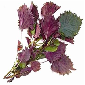 GMP, стандарт высокого качества, Экстракт Salvia Sclarel, пищевой Sclareol, растворитель, экстрагированный в барабанной упаковке, Халяль, сертифицированный - Product Image 3