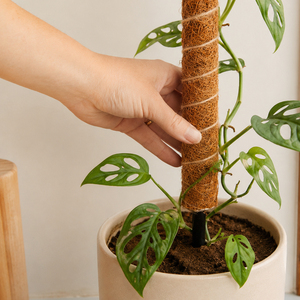 Piquets en fibre de coco de 16 pouces, écologiques, pliables et empilables, supports pour plantes avec tube en acier noir - Product Image 3