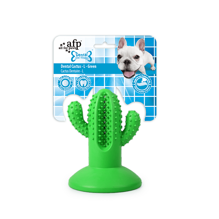 Cactus Grand Caoutchouc Vert
