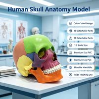 Modelo de Cráneo Humano Desmontable de 15 Partes a Escala 2:1 de Medeasy, Modelo Anatómico de Cráneo Médico de Tamaño Mini