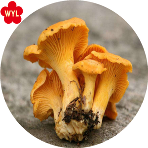 Alta qualità dei funghi <span class=keywords><strong>finferli</strong></span> congelati per le vendite calde - Product Image 4