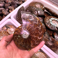 Fósiles de Amonita de Cristal Mineral Natural al por Mayor, Espécimen de Concha Fósil, Piedra Sanadora, Artesanía y Decoración