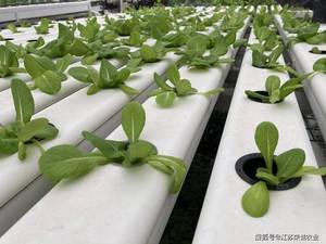 100*60mm PVC-U Hydroponic NFT Channel/pipes for Lettuce