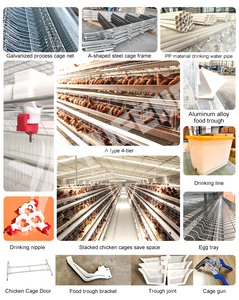 Nouvelle <span class=keywords><strong>cage</strong></span> à poules pondeuses entièrement automatisée à 4 niveaux pour 1000 poulets, capacité de 200 poules pondeuses - Product Image 6