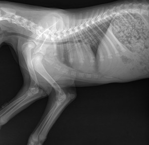 <span class=keywords><strong>200mA</strong></span> kỹ thuật số chụp x quang X-Ray Máy D20 thú y <span class=keywords><strong>Xray</strong></span> máy kỹ thuật số <span class=keywords><strong>Xray</strong></span> - Product Image 6