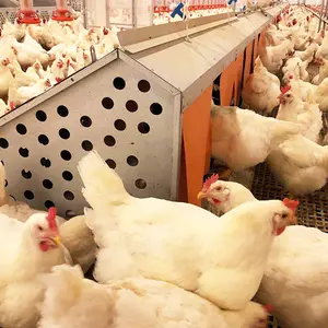 Kotak penyimpanan telur, sistem koleksi telur, kotak peternakan ayam, kandang ayam pertanian modern