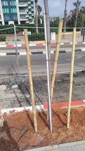 Durable Bamboo <b>Garden</b> Sticks Natural Agricultural <b>Stakes</b> <b>For</b> Nursery Flower Plant Support Vietnam Origin - Product Image 3