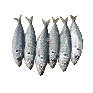 Light Catch Quality Seafood Fish Of Frozen Round Scad IQF Round Scad Fish