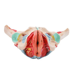 Модель женского таза и репродуктивного органа с кровеносными сосудами и нервами, 4 части ПВХ-манекена - Product Image 4