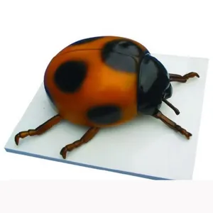 Teaching Animal Ladybug Anatomy Model Enlarged Plastic Ladybug Model Ladybug Anatomical Model