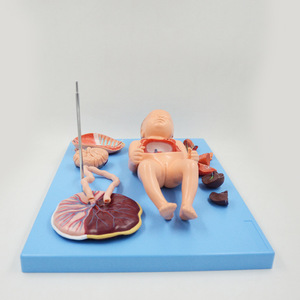 Modell des fetalen Kreislaufs ystems mit 13 viszeralen Teilen-Vollzeit-Demonstration der fetalen Anatomie - Product Image 4