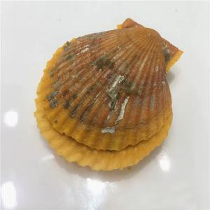 Nước Biển <span class=keywords><strong>Red</strong></span> Oyster Akoya Pearl Oyster Với Ngọc Trai Tự Nhiên Tròn 6-8Mm - Product Image 2