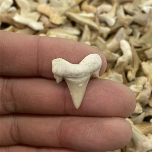 Groothandel Kristal Ambachtelijke Natuurlijke Haaien Tanden Fossielen voor Onderwijs - Product Image 4