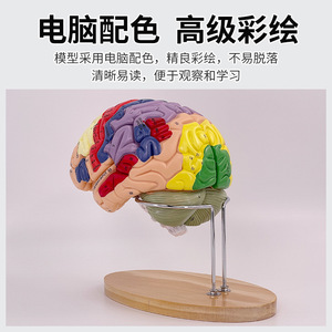 Modèle d'artère cérébrale à 4 parties avec grossissement 2x, modèle de vaisseaux sanguins cérébraux, modèle d'anatomie du cerveau humain neurologique - Product Image 5