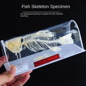J43106 Kaninchen-und Fischs kelett proben 43109 Pigeon Skeleton Middle School Biologie-Lehr instrument aus Kunststoff - Product Image 3