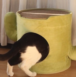 Cactus Pet Shared Stool Nest Multi-Layer <b>Cat</b> <b>Climbing</b> Frame Detachable Enclosed Wear-Resistant Dual-Purpose <b>Cat</b> Scratchin - Product Image 3