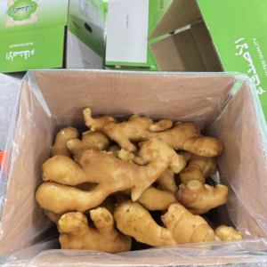 中国のハイグレード象ジンジャー (150g +) | プレカット & ウォッシュ - Product Image 3