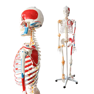 Modelo de <span class=keywords><strong>Esqueleto</strong></span> Humano FRT002-2, <span class=keywords><strong>Articulaciones</strong></span>, Ligamentos <span class=keywords><strong>y</strong></span> Músculos Anatómicos con Color, Modelo de <span class=keywords><strong>Esqueleto</strong></span> Humano Desmontable - Product Image 1