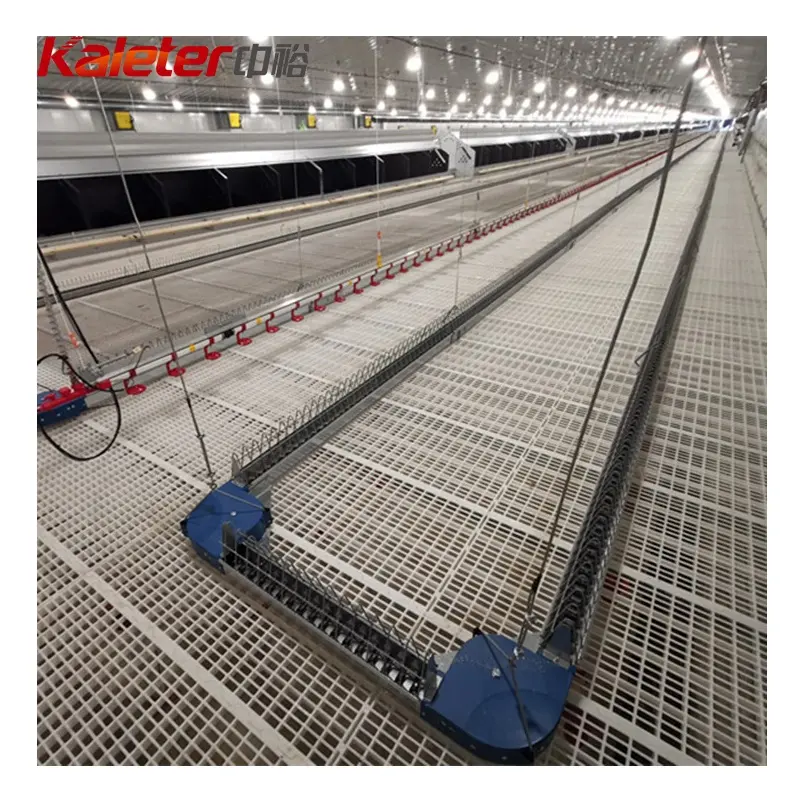 Kanatlı ebeveyn stok otomatik ev ekipmanları tavuklar zincir besleme hattı sistemi tavuk çiftliği besleyiciler Broiler Breeders kadın