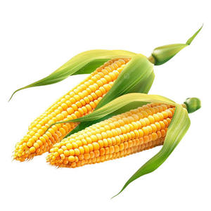 Maíz Amarillo Glutinoso Orgánico Seco Premium a Granel, Grado Alimenticio, Sin OMG, para Procesamiento de Alimentos y Alimentación Animal, Listo para Enviar - Product Image 4