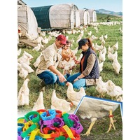 Bagues de pattes de poulet réglables de 17-23 mm, colorées et numérotées, pour l'identification des volailles, des canards, des oies, des dindes et des petits oiseaux