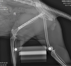 5Kw yüksek frekanslı <span class=keywords><strong>X</strong></span> ışını dokunmatik ekran sistemi veteriner DR makinesi - Product Image 3