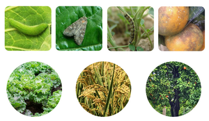 Lufenuron 5% SC Líquido Regulador del Crecimiento de Plagas <span class=keywords><strong>para</strong></span> el Control de Gusanos de la Remolacha, Pulgas, Minadores de Hojas y Ácaros Rojos en Agricultura - Product Image 2