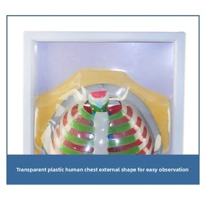 Menschliches Atemwegs-Bewegungsmodell, Membranbewegungs-Simulator, Elektrisches Anatomisches Modell 33225, Lungenfunktion - Product Image 3