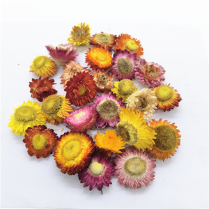 Vente en gros d'<span class=keywords><strong>Immortelle</strong></span> naturelle <span class=keywords><strong>séchée</strong></span>, herbe d'Helichrysum, fleur d'Helichrysum coupée, tête de fleur d'Helichrysum - Product Image 5