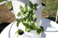 Serre hydroponique plante d'intérieur tour verticale tour hydroponique pour la culture de plantes légumes