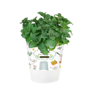 Plantas grandes de menta en maceta son comestibles, aromáticas y repelentes de mosquitos en interiores, absorben formaldehído en la sala de estar, y - Product Image 2