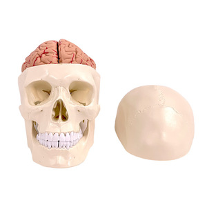 Modelo de Cráneo Humano con Anatomía Cerebral, Material de PVC, Suministro Educativo - Product Image 1