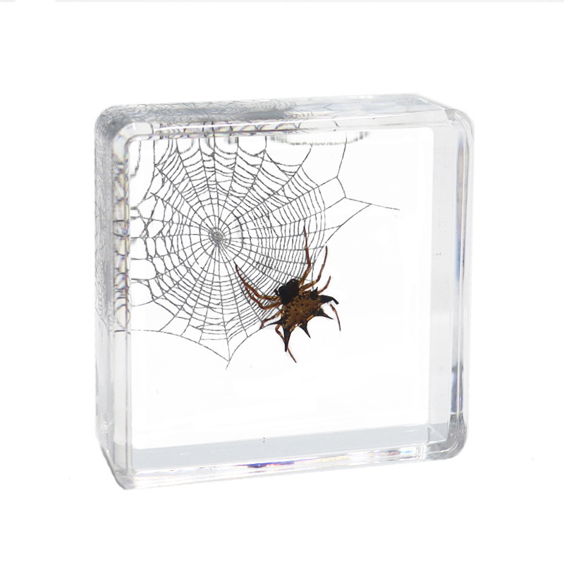 Spiderweb spiny-bellied spider-452918cm