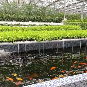 Advanced Plastic Po/PE/EVA Film Serre Hydroponique Aquaponique Cultiver Tente Serre En Verre pour L'élevage De Poissons Légumes À Feuilles - Product Image 6