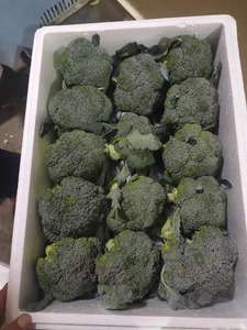 <span class=keywords><strong>Broccoli</strong></span> freschi di alta qualità <span class=keywords><strong>broccoli</strong></span> freschi di fabbrica a basso prezzo - Product Image 4