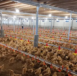 Advance technologie grond type vleeskuikens kip verhogen gevogelte landbouwmachines in Bangladesh