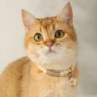 2024 16 couleurs collier pour animaux de compagnie petite fleur motif collier chat chiens collier cou cloche décoration chien accessoires