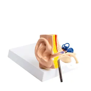 Modèle anatomique d'oreille d'anatomie humaine de fournitures médicales avancées FRT341 modèle anatomique d'oreille interne pour l'enseignement médical