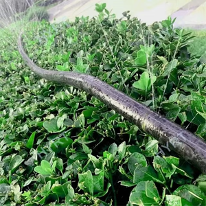 Tuyau d'irrigation micro-pulvérisateur en PE de 32 mm (1,0, 1,5 et 2 pouces) pour système d'arrosage, tuyau de pluie de 0,2 mm à 0,5 mm - Product Image 4
