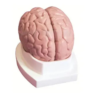 Modelo de anatomía del cerebro arterias cerebrales Estructura de la región funcional del cerebro tamaño real (5 partes)