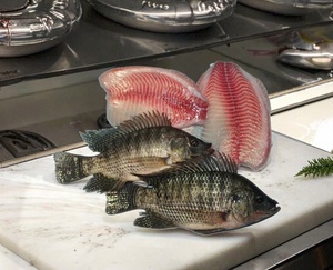 Tilapia Intera Fresca Congelata Premium Nera, Pesce Intero Congelato per Ristoranti e Vendita al Dettaglio - Product Image 6