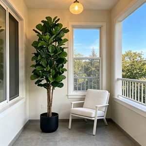 Prix de gros du Ficus pandurata, plantes à feuilles persistantes et durables - Product Image 6
