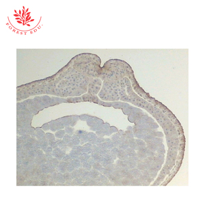 Diapositives pédagogiques biologiques Développement de l'embryon de grenouille Diapositives préparées en <span class=keywords><strong>embryologie</strong></span> - Product Image 6