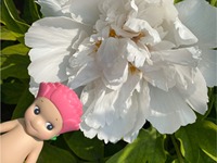 100% Original Sonny Angels Flower Series Blind Box Figurine Mignonne Produit Populaire Décoration de Bureau Jouet de Collection Cadeau