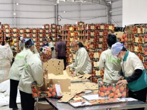 Lichi Fresco Orgánico Premium de Vietnam con Cadena de Frío Confiable y Gran Volumen de Suministro - Product Image 4