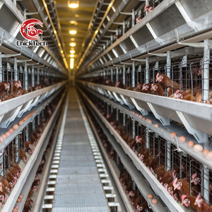 กรงเลี้ยงไก่ไข่แบบอัตโนมัติ 3-6 ชั้น แบบ H สำหรับฟาร์มสัตว์ปีก - Product Image 5